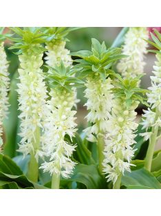 Üstökliliom, fehér / Eucomis autumnalis 