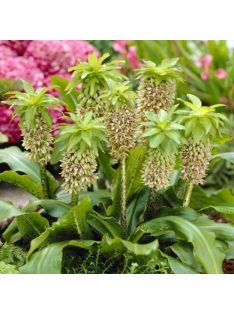 Üstökliliom, kétszínű / Eucomis bicolor