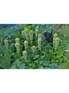 Üstökliliom, kétszínű / Eucomis bicolor
