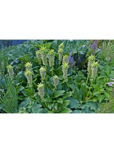 Üstökliliom, kétszínű / Eucomis bicolor