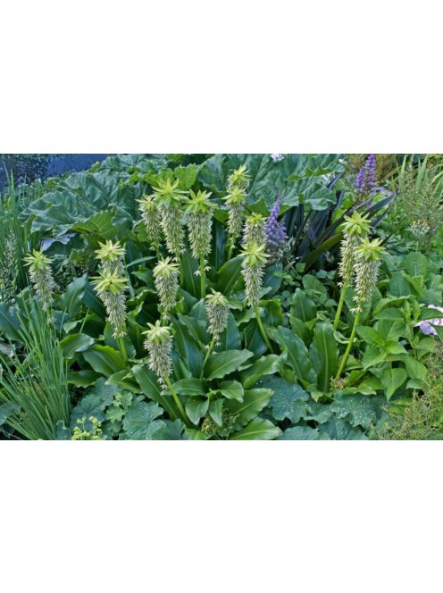 Üstökliliom, kétszínű / Eucomis bicolor