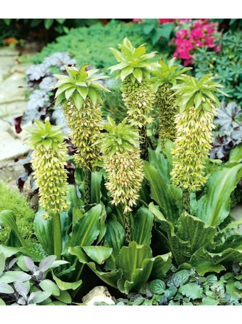 Üstökliliom, kétszínű / Eucomis bicolor
