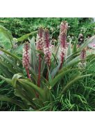 Üstökliliom, rózsaszín / Eucomis comosa