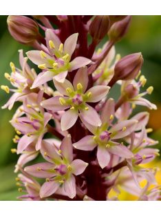 Üstökliliom, rózsaszín / Eucomis comosa
