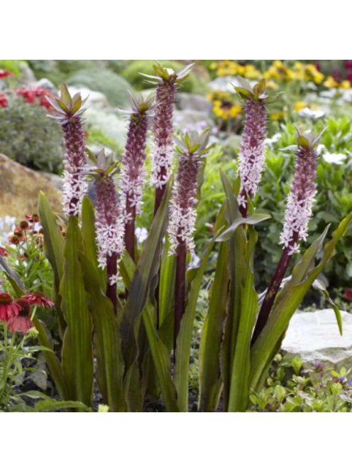 Üstökliliom, rózsaszín / Eucomis comosa
