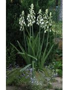 Nyári jácint / Galtonia candicans