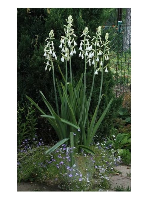 Nyári jácint / Galtonia candicans