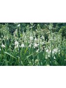 Nyári jácint / Galtonia candicans