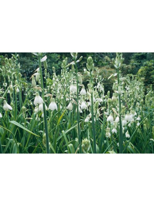 Nyári jácint / Galtonia candicans