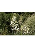 Nyári jácint / Galtonia candicans