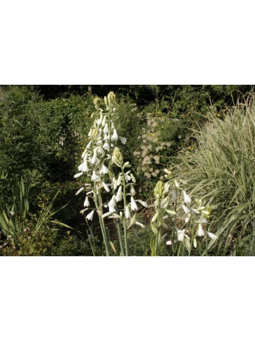 Nyári jácint / Galtonia candicans