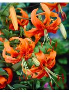 Liliom / Lilium henryi