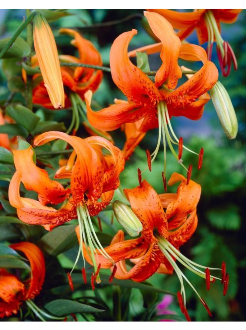 Liliom / Lilium henryi