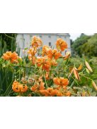 Liliom / Lilium henryi