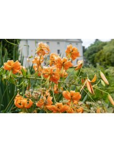 Liliom / Lilium henryi