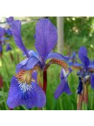 Szibériai nőszirom / Iris sibirica ’Blue King