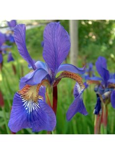 Szibériai nőszirom / Iris sibirica ’Blue King