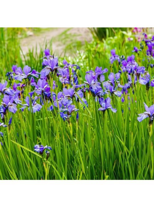Szibériai nőszirom / Iris sibirica ’Blue King