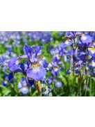 Szibériai nőszirom / Iris sibirica ’Blue King
