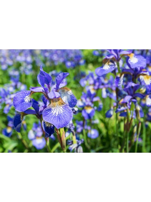 Szibériai nőszirom / Iris sibirica ’Blue King