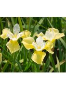 Szibériai nőszirom / Iris sibirica ’Butter & Sugar