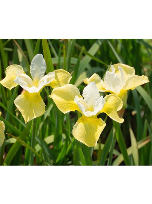 Szibériai nőszirom / Iris sibirica ’Butter & Sugar