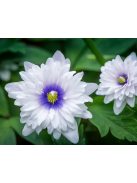 Berki szellőrózsa / Anemone nemorosa ’Blue eyes