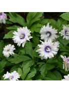 Berki szellőrózsa / Anemone nemorosa ’Blue eyes