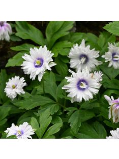 Berki szellőrózsa / Anemone nemorosa ’Blue eyes