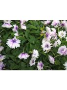 Berki szellőrózsa / Anemone nemorosa ’Blue eyes