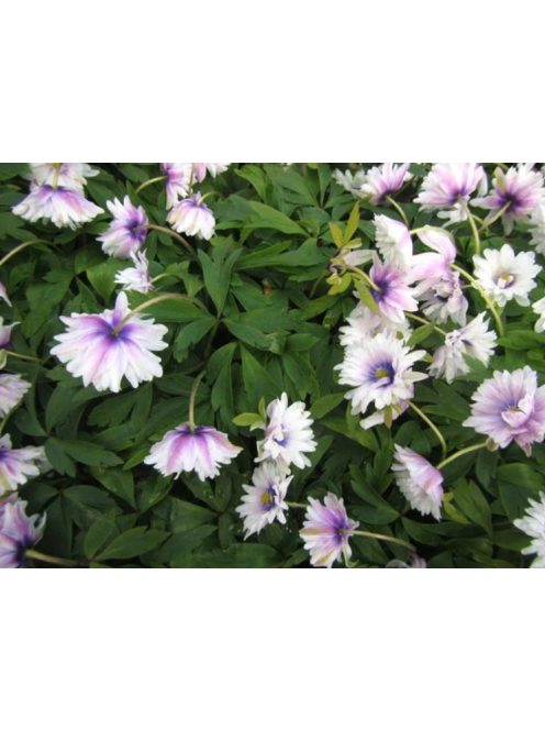 Berki szellőrózsa / Anemone nemorosa ’Blue eyes