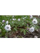 Berki szellőrózsa / Anemone nemorosa ’Blue eyes