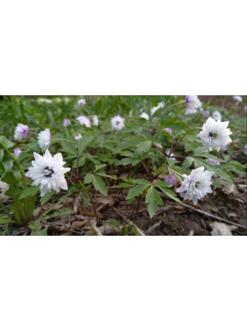 Berki szellőrózsa / Anemone nemorosa ’Blue eyes