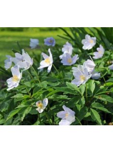 Berki szellőrózsa / Anemone nemorosa ’Robinsoniana