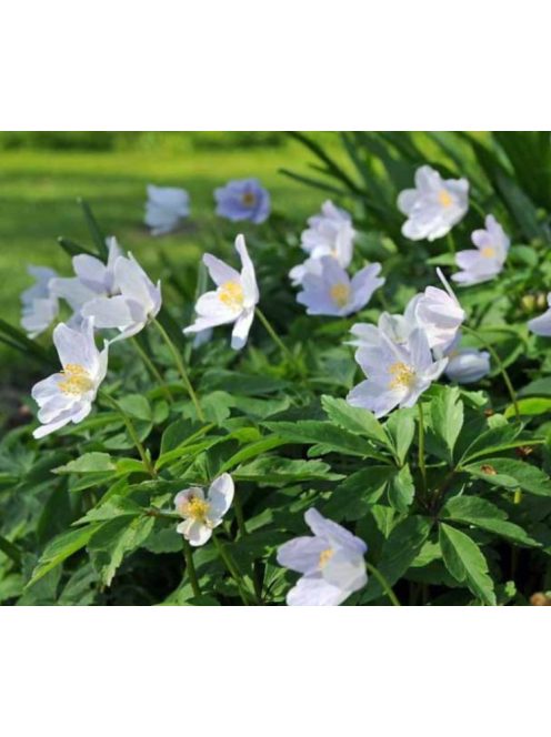 Berki szellőrózsa / Anemone nemorosa ’Robinsoniana