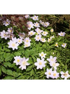 Berki szellőrózsa / Anemone nemorosa ’Robinsoniana