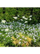 Berki szellőrózsa / Anemone nemorosa ’Robinsoniana