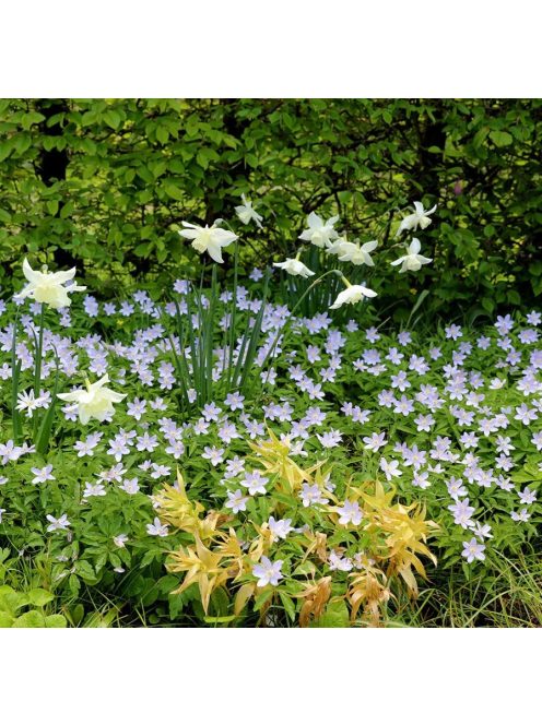 Berki szellőrózsa / Anemone nemorosa ’Robinsoniana