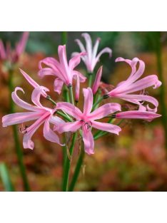 Csillogó pirosliliom / Nerine bowdenii