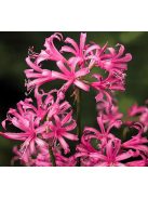 Csillogó pirosliliom / Nerine bowdenii