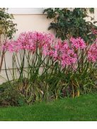 Csillogó pirosliliom / Nerine bowdenii