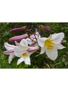 Királyliliom / Lilium regale