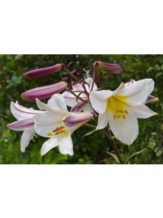 Királyliliom / Lilium regale