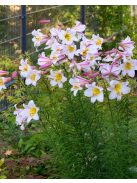 Királyliliom / Lilium regale