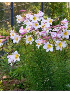 Királyliliom / Lilium regale