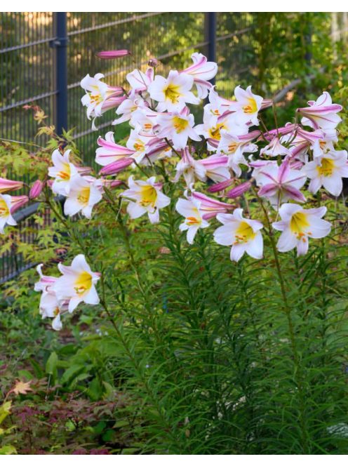 Királyliliom / Lilium regale