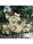 Királyliliom / Lilium regale