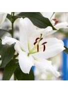 Liliom / Lilium ’Zambesi