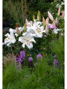 Liliom / Lilium ’Zambesi