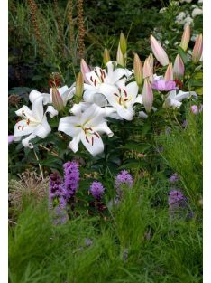 Liliom / Lilium ’Zambesi